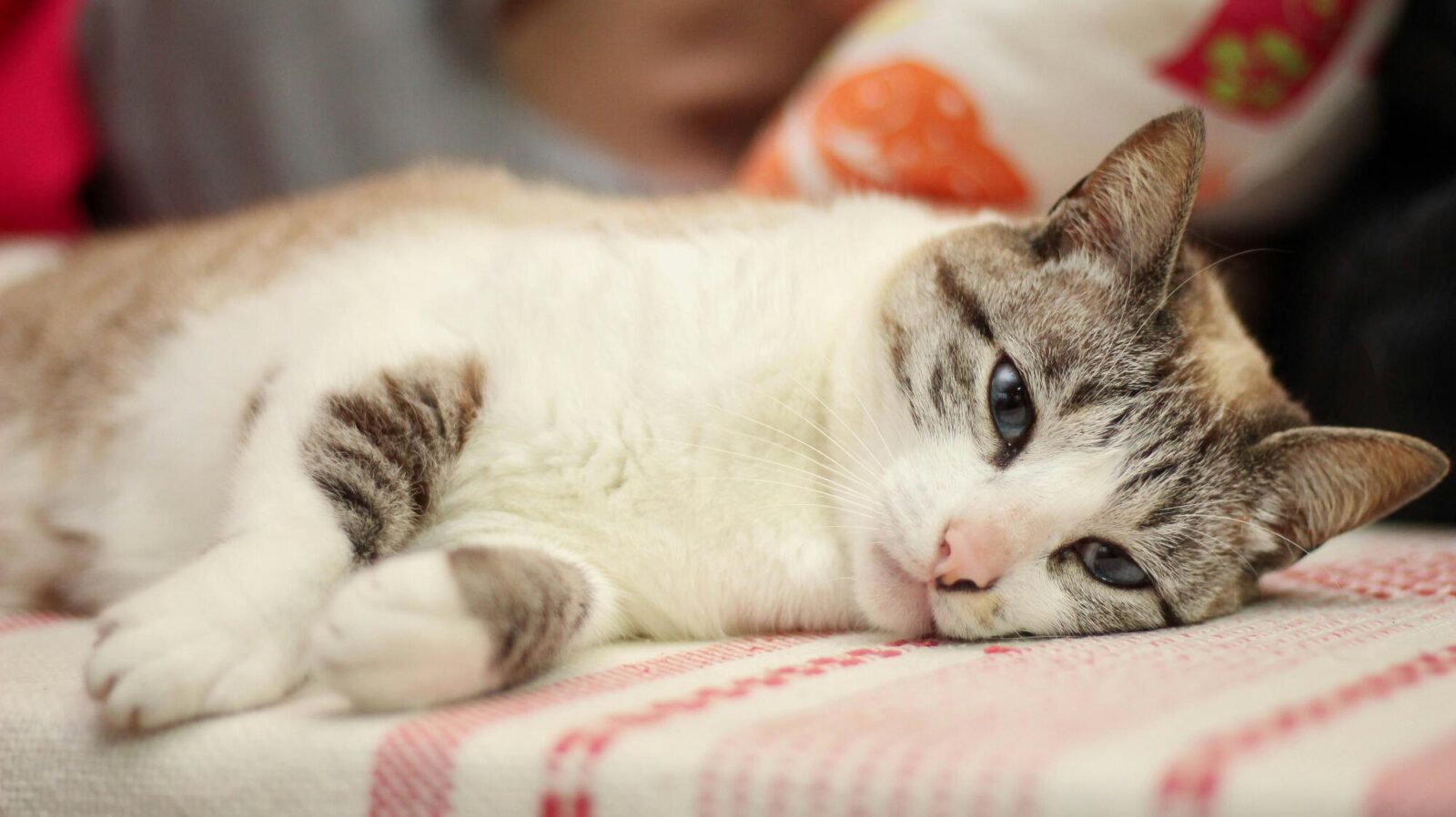 diabetic cats and insulin