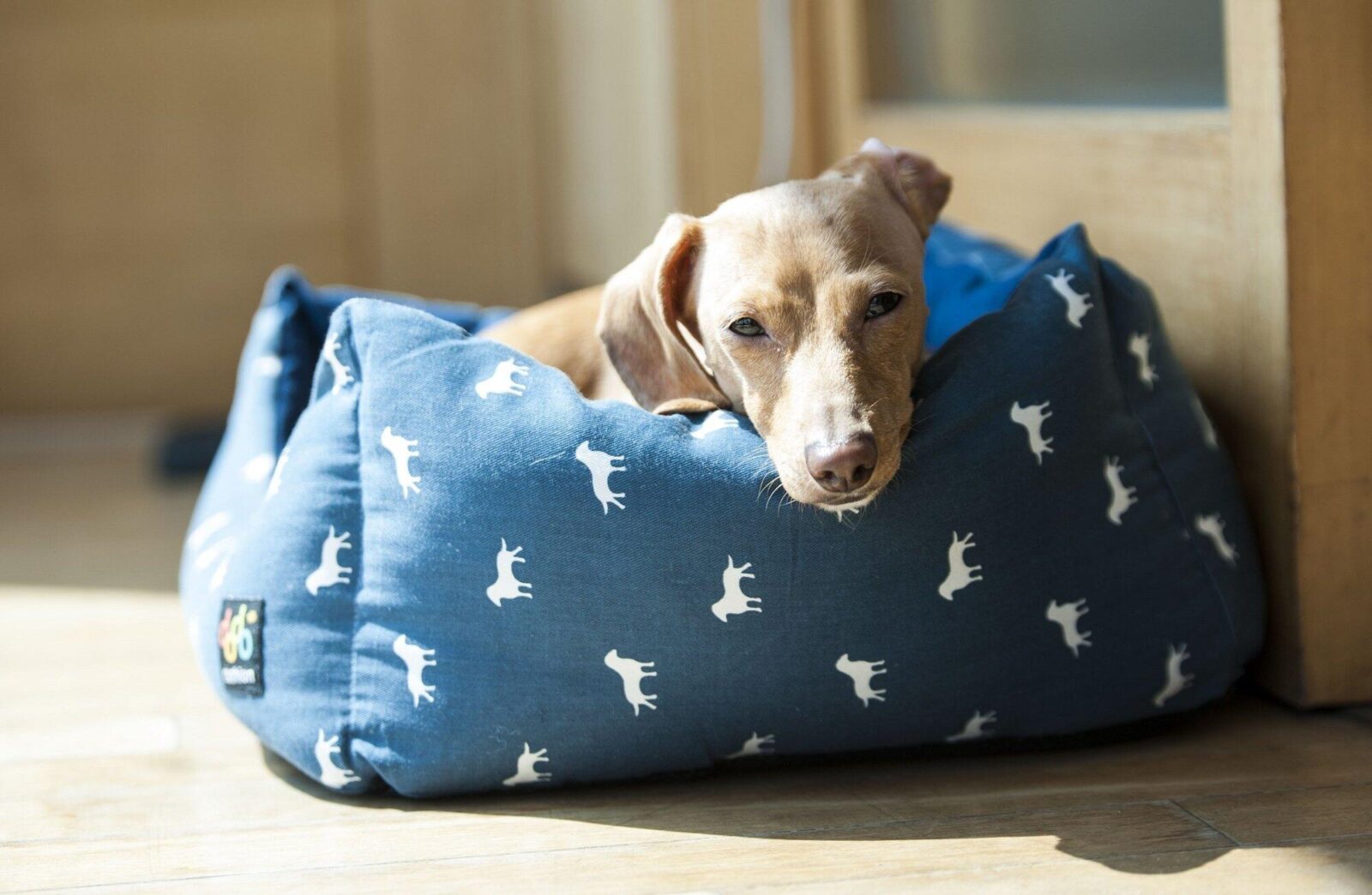 canine osteoarthritis symptoms