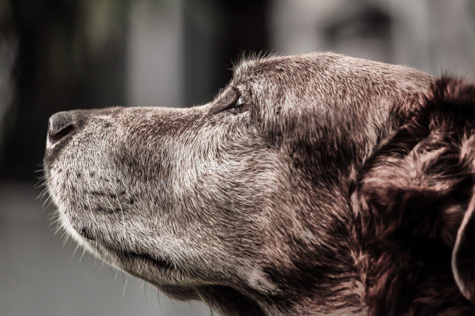 glaucoma in dogs